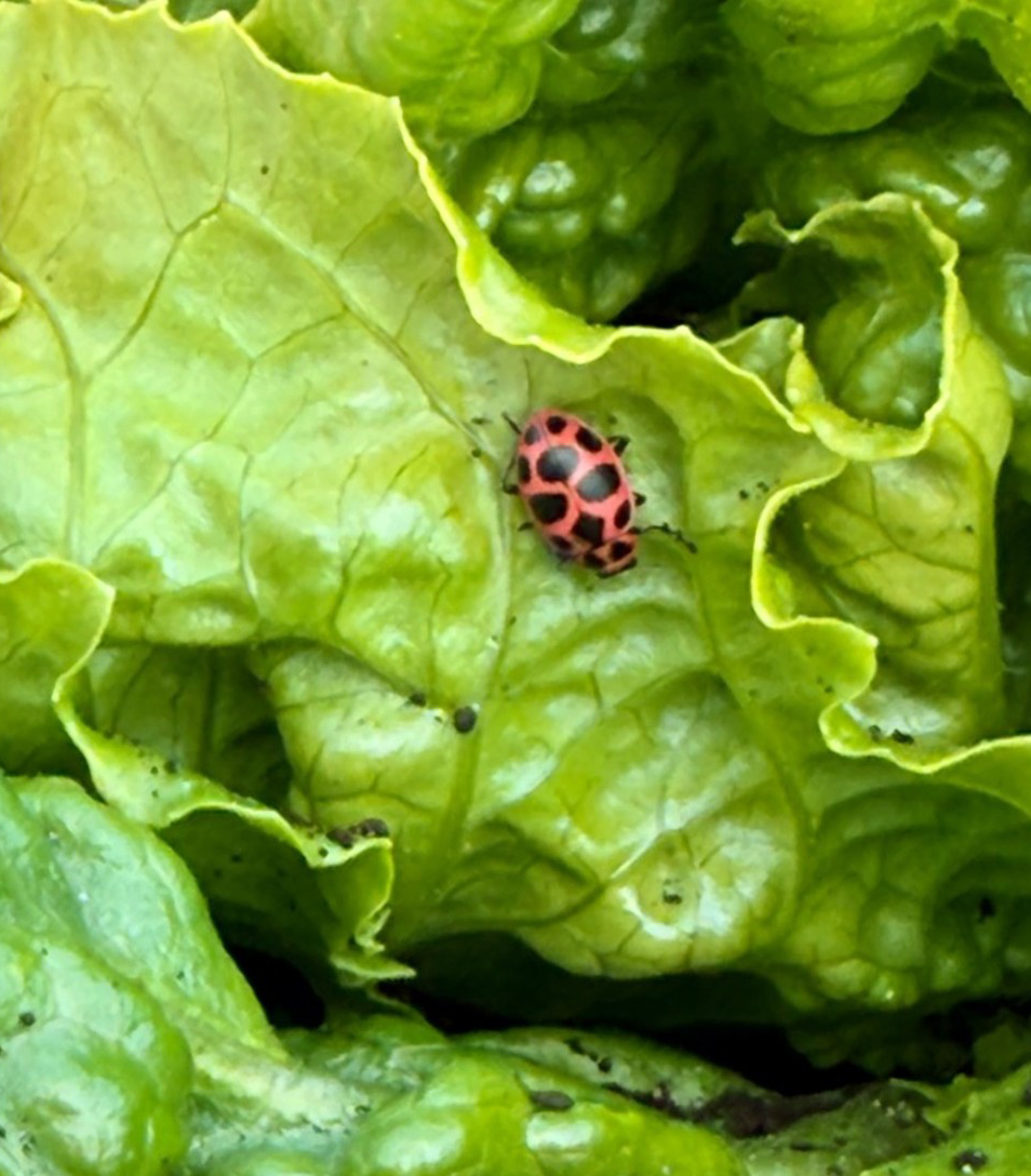 A red and black spotted lady beetle on lettuce.